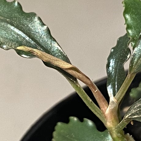 Bucephalandra sp. "Pakak 3" [MF0417-5A]