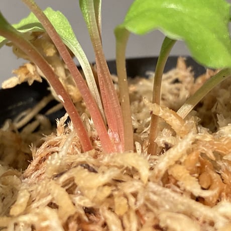 Homalomena sp. from Riau sumatera [LA0815-01]②