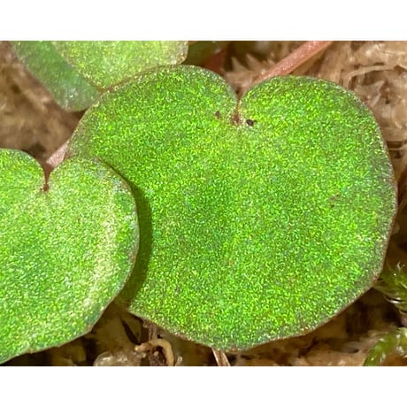 Begonia lichenora (sp.Mini) from Kalimantan Sarawak border [LA]