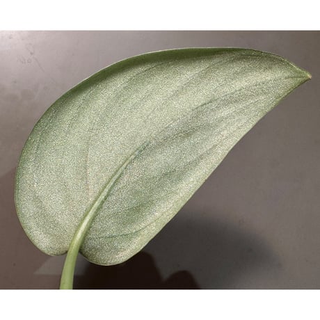 Scindapsus sp. "Curlew"