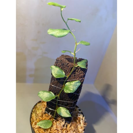 Ficus sp. from Murung raya [LA0515-05]