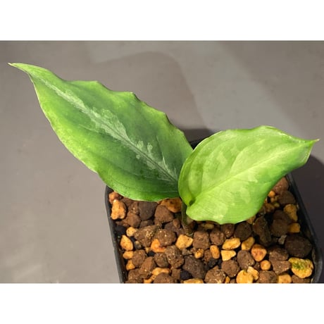 Aglaonema pictum A "しるば〜らいん" from Aceh sumatera [LA1115-02j]