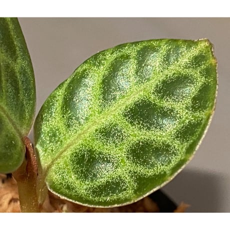 Ardisia sp. "Turtle Back" from Borneo