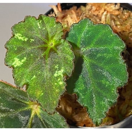 Begonia sp. from North Toraja [S0919-06] STRINGE PLANTS