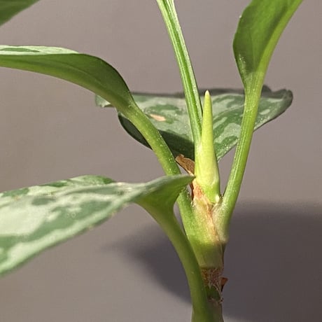 Aglaonema nebulosum from Matang [TK211017]