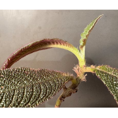 Cyrtandra sp. from Landak West Kalimantan