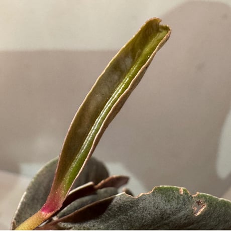 Labisia sp. from Landak West Kalimantan