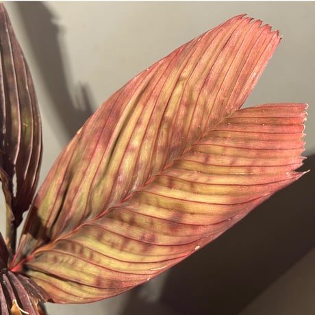 Pinanga veitchii from Sanggau West Kalimantan ①