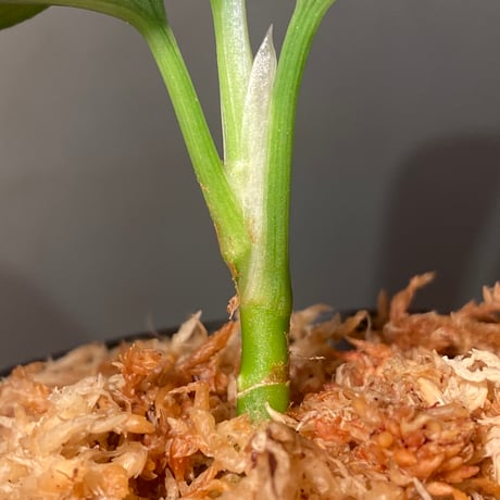 Aglaonema pictum GW1908 プレリュード"Padang sidempuan" [TB]