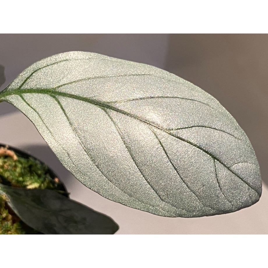 60630435a87fc52112ac29ef