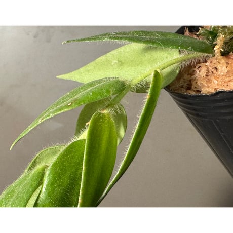 Ceratostema loucianae