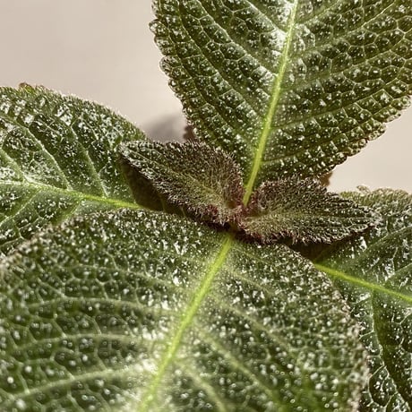 Cyrtandra sp. from Sabah [R0515-01a]