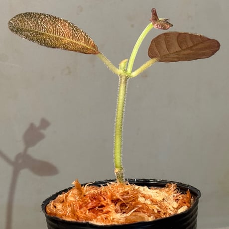 Ophiorrizha sp. from Kapuas hulu West Kalimantan