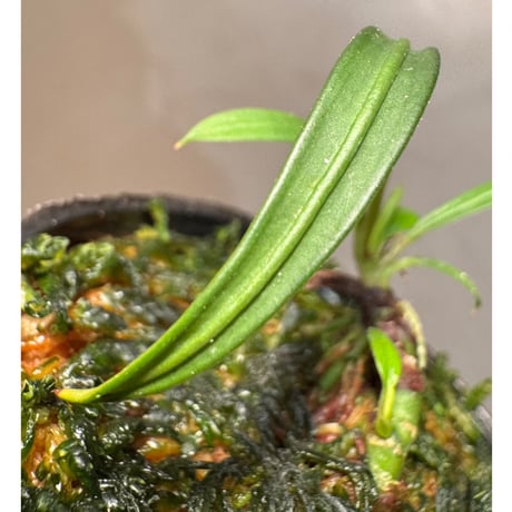 Aridarum cf. montanum from Sanggau West Kalimantan