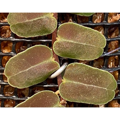 Marcgravia sp. "MELON "