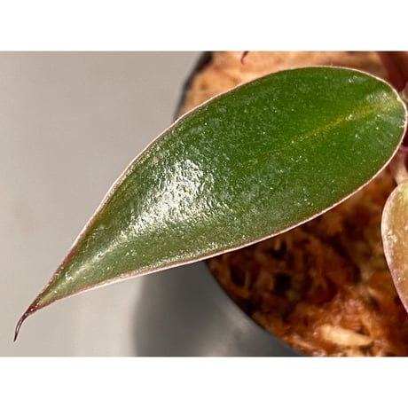 Philodendron sp. "Red Congo Compacta"