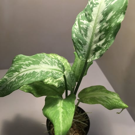Schismatoglottis Rongisupata from West Kalimantan [KN]