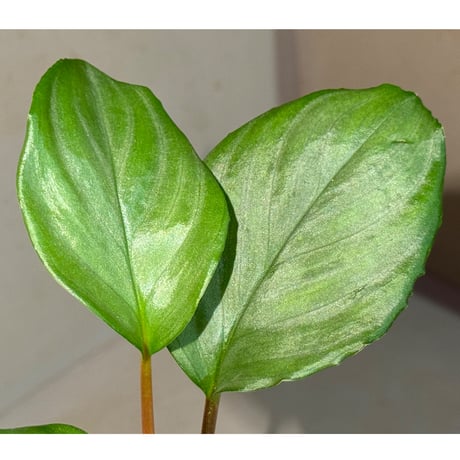 Homalomena sp. from Pulau Lingga