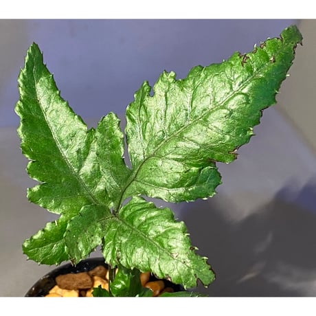 Bolbitis sp. from Siberut [LA]