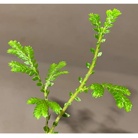 Selaginella plana 伊藤蟻植物農園