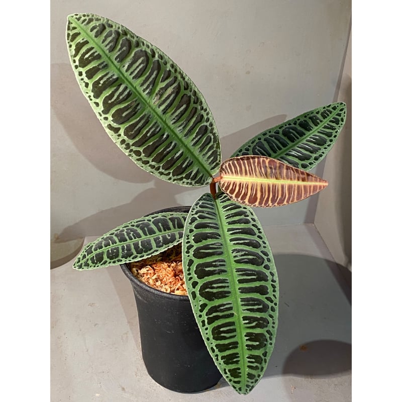 大株) Emblemantha urnulata (Labisia sp.) from Ri