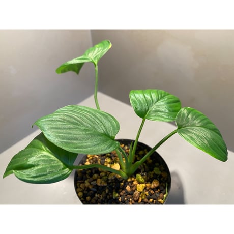 Homalomena sp. "Aceh selatan" from Aceh sumatera [TB]
