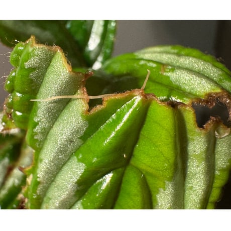 Acranthera sp. from Sekadau
