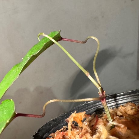 Cissus sp. "Padang" Sumatra barat [TB]