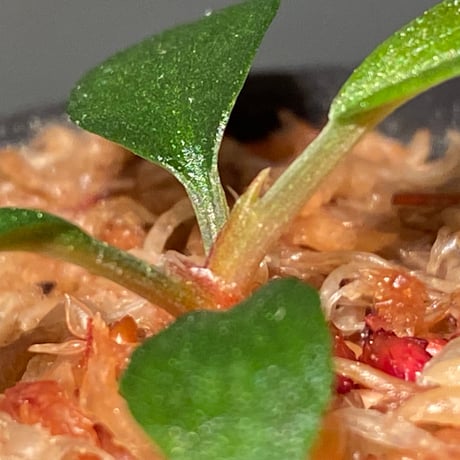 Homalomena sp. from Sumatera Utara [LA0318-01]