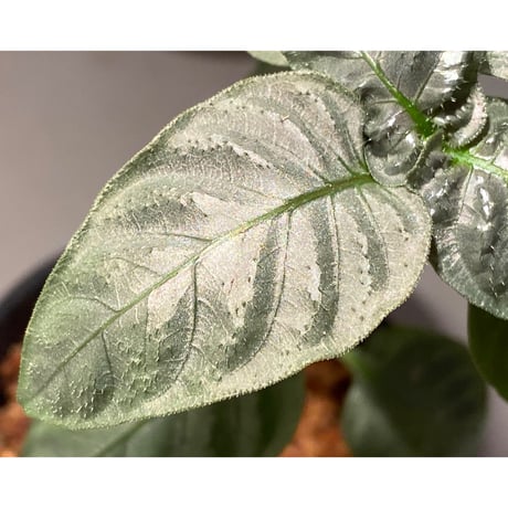 Ophiorriza sp. "鋼" from Aceh Selatan [HW0816-03]