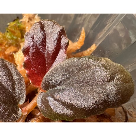 Pellionia sp. from Binh Dinh Vietnam