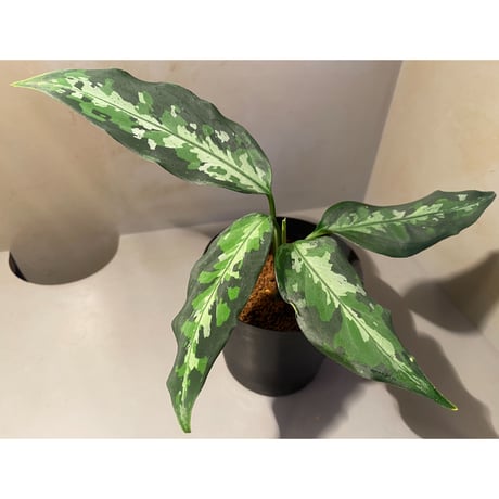Aglaonema pictum from Aceh sumatera [T-120119-b-x]