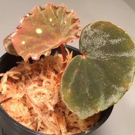 Begonia sp. from Sarawk [LA]