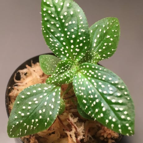 Sonerila sp. from Phang Nga Thailand WF-1