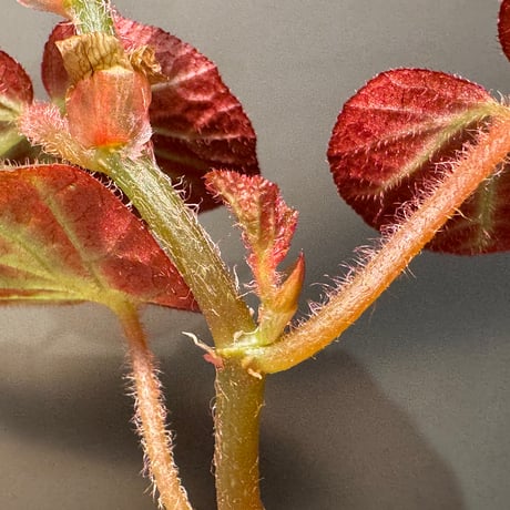 Begonia sp. from  Manaus