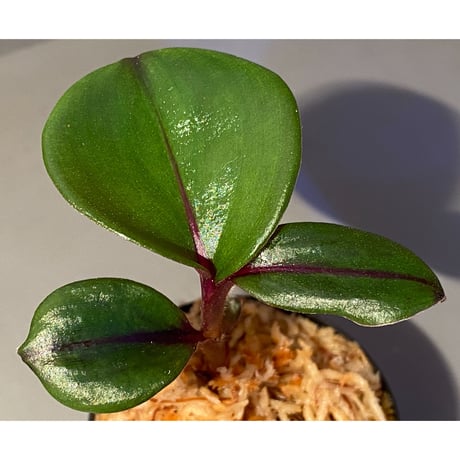 Geogenanthus sp. from Tarapoto Peru [tanakay]