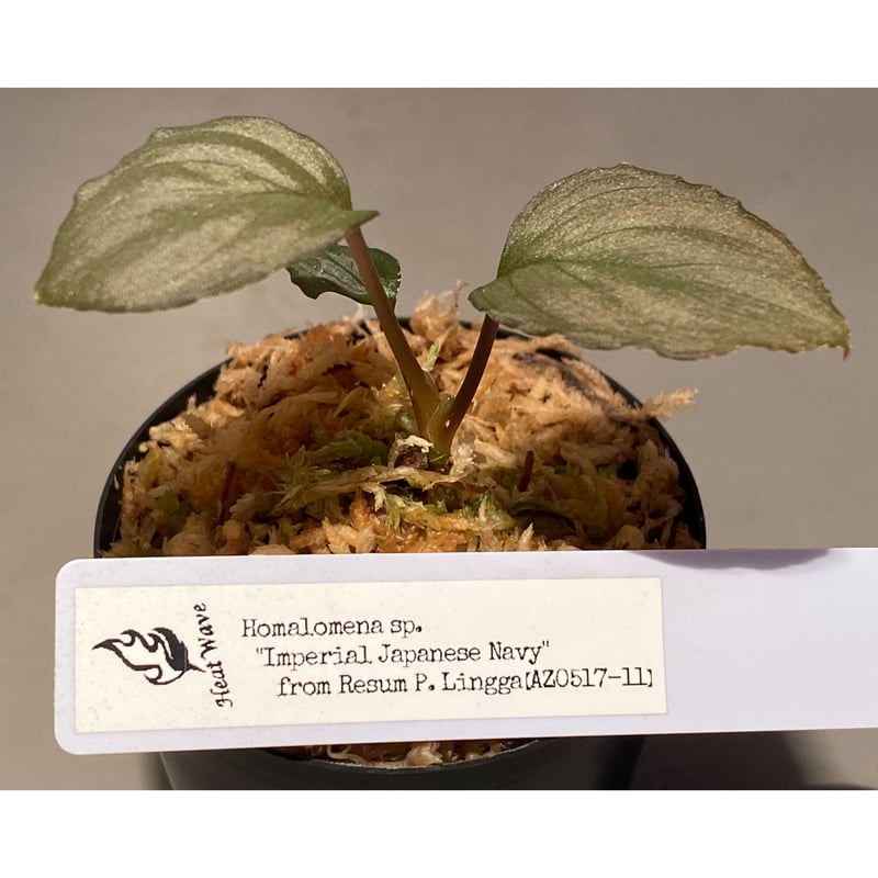 HW本タグ付き) Homalomena sp. 