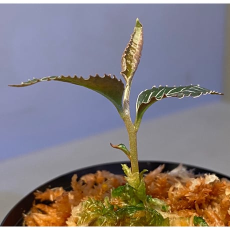 Ardisia sp. from Perlis Malaysia