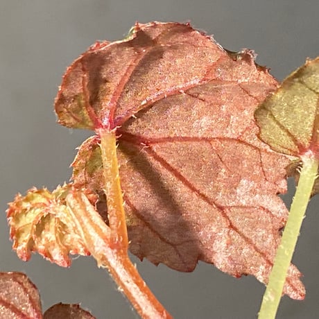Begonia sp. from North Toraja [S0919-02] 伊藤蟻植物農園