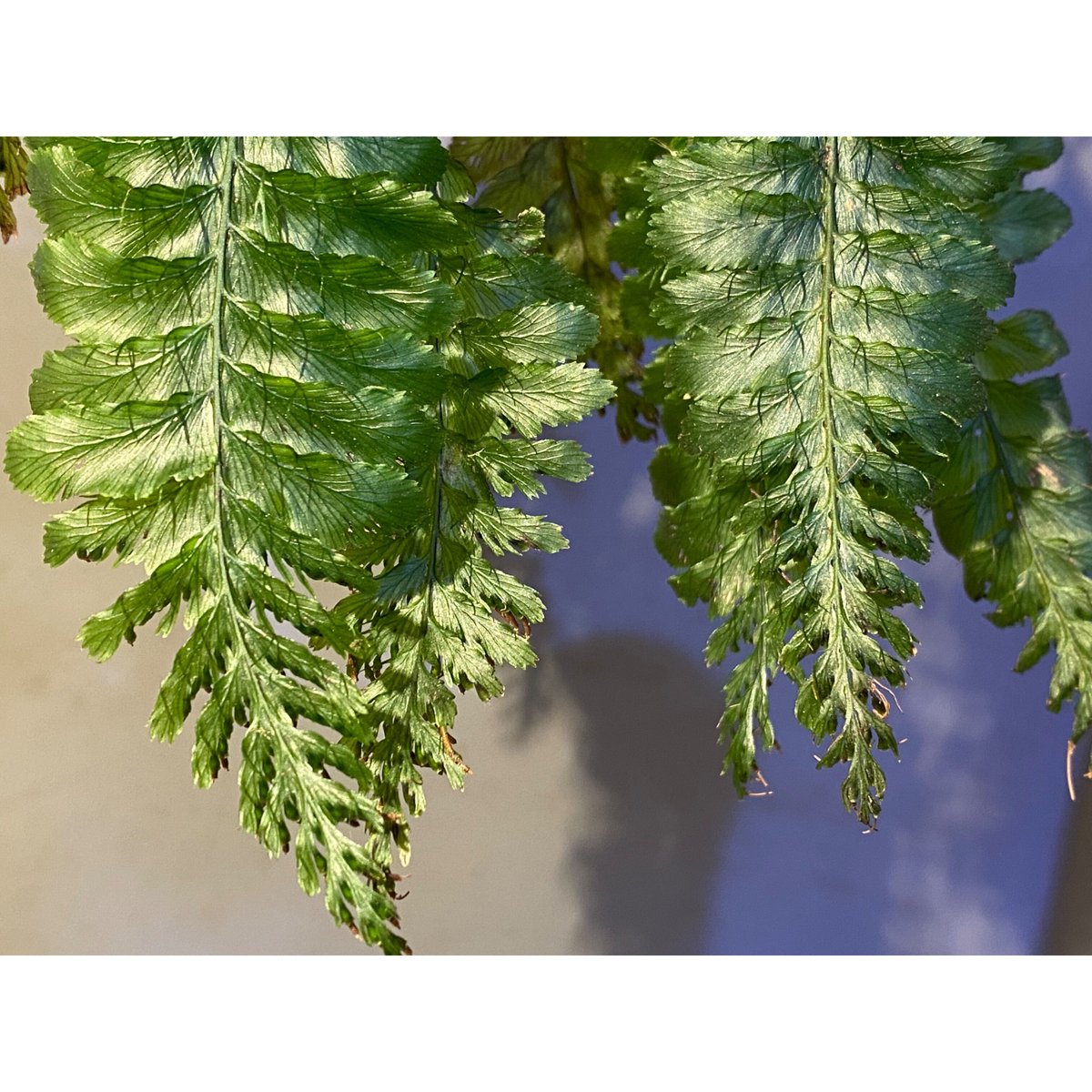 その他観葉植物 Cephalomanes sp. ' Manacapuru, Brasil Cephalomanes sp. 