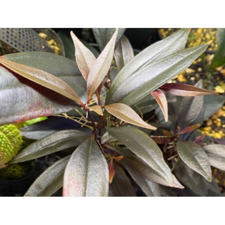 Medinilla sp. from Irian Jaya Papua