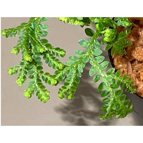 Selaginella willdenowii "variegata" 伊藤蟻植物農園