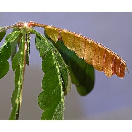 Biophytum cf. sensitivum [LA]