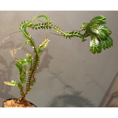 Selaginella sp. from Pase Panjang Myanmar
