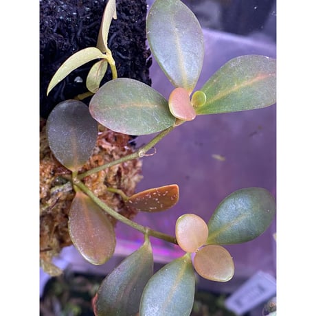 Pachycentria glauca