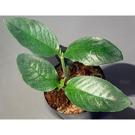 Ophiorrhiza? sp. "Kab. Sanggau" Kal barat [TB]