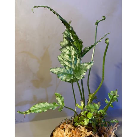 Bolbitis sp. from Siberut [LA]