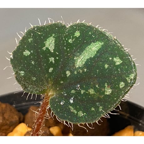 Begonia sp. from Cao Bang [YH251019] TK