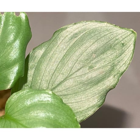 Homalomena sp. "Green" from Bogor