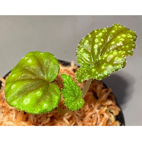 Begonia tenuifolia from Sukasada Bali [S0320-02] 伊藤蟻植物農園